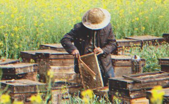 I Was Upset That My Grandfather Only Left Me an Old Apiary until I Looked into the Beehives — Story of the Day