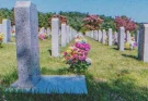 A Year after Son's Death, Woman Sees Grave of Her Daughter-In-Law at the Cemetery – Story of the Day