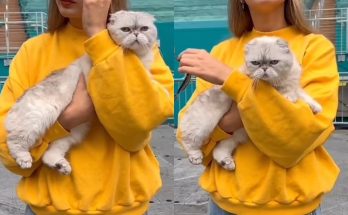 Taylor Swift holds onto her CAT as she walks into a Miami stadium hours ahead of her next Eras Tour stop.. Full story below👇👇👇