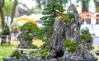 What is the Chinese Art of Penjing? (It's Not the Same as Bonsai)