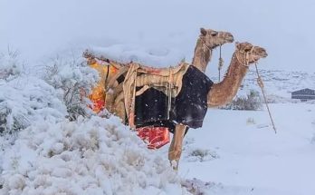 Bizarre Wonders: Mesmerizing Photos Of Snow On Sand Dunes Of The Sahara Desert