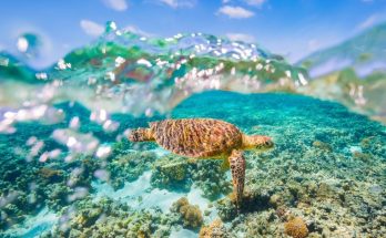 Healthy coral transplants could revolutionize reef restoration