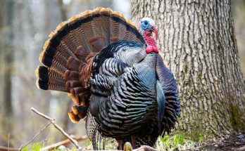 Wild turkeys are becoming hard to find as they learn to outsmart hunters 11-28-2024 Wild turkeys are becoming hard to find as they learn to outsmart hunters Sanjana Gajbhiye BySanjana Gajbhiye Earth.com staff writer There’s a lot more to turkeys than stuffing, cranberry sauce, and gravy boats. These impressive fowl, central to our festive Thanksgiving dinner tables, are becoming increasingly elusive for hunters. Recent research from the University of Georgia (UGA) suggests that, if hunters and their prey keep up their present patterns of behavior, we might be set for a slightly less traditional holiday spread in future. Turkeys’ response to hunters Scientists led by Nickolas Gulotta, a Ph.D. student in UGA‘s Warnell School of Forestry and Natural Resources, have been studying how wild turkeys change their behavior in response to the presence of hunters and predators. The researchers tracked 109 wild male turkeys throughout wildlife conservation areas in Georgia and observed how hunters and natural predators influenced their movements in what is a high-risk dance of survival. Brave turkeys are easy targets Turns out, the turkeys exhibiting daring behaviors often found themselves on the wrong end of a shotgun or in the paw of a prowling predator. The brave birds were frequently seen near open spaces and popular hunting trails. They loved to hang out near parked cars, make a ruckus, and strut their stuff – all of which makes them easy prey. “If turkeys are closer to these open areas, it’s going to be easier for both a hunter and a predator to detect them. Across both study sites in general, turkeys that took more risks were more likely to be harvested,” Gulotta said, painting a vivid picture. Turkeys adapt for survival Turkeys eventually learn from the fate of their brave, fallen brethren and start adapting to the selective pressure. They adopt less risky behaviors that make them less detectable. This learning curve could possibly render future turkey hunting seasons fruitless and may require hunters to think outside the box and exercise patience. “The turkeys closer to areas that hunters use are the ones that are harvested. So, if we continue to harvest them like that across the Southeast, there’s potential that we could shift the behavioral strategies of wild turkeys making them more difficult to harvest,” noted Gulotta. A balancing act for survival While the turkeys that outsmart hunters during their hunting spree seem to have cracked the code to survival, they face another looming threat – natural predators. When the hunters are off-duty, predators take the stage, making survival a constant game of chess for these birds. “If turkeys stay in the same area and don’t travel a lot, then they’re going to be more likely to be detected by a predator,” said Gulotta. “It’s kind of a catch-22 where if they can survive that hunting season, they’re most likely going to be fine.” Long-term shifts in turkey behavior The game of survival is not just a matter of individual variance among turkeys. Long-term shifts in turkey behavior, driven by hunting pressure, could lead to a significant dip in hunting license sales, which would negatively impact hunter satisfaction. The study suggests the need for hunting strategies that reflect local conditions and take into consideration the behavioral strategies of wild turkeys. Gulotta, along with co-authors Patrick Wightman and Michael Chamberlain from UGA’s Warnell School of Forestry and Natural Resources, and Bret Collier from Louisiana State University, bring to light a fascinating dimension of the hunting dynamic. Their study, recently published in the journal Royal Society Open Science, is a wake-up call to refine the hunter-prey dance in a way that ensures a steady supply of Thanksgiving‘s mainstay for future holiday feasts. Practices to reduce hunting pressure To mitigate the unintended consequences of behavioral adaptation in turkeys, wildlife management and conservation strategies must also change. One potential approach includes implementing rotational hunting areas to reduce hunting pressure in specific regions. This method could give turkey populations the chance to recover and exhibit a natural range of behaviors without ongoing disturbance. Additionally, better education for hunters on ethical practices and sustainable hunting can foster an equilibrium between hunting traditions and the long-term survival of wild turkeys. By understanding the delicate interplay between pressure and adaptation, conservationists and hunters can work together to ensure both the preservation of the species and the continuation of cherished holiday traditions. Human impacts on wildlife The findings from this study extend beyond turkeys and hunters, offering valuable insights into broader patterns of human-wildlife interaction. Humans affect wildlife populations not only through hunting but also through urbanization, agriculture, and recreational activities. Behavioral shifts, such as avoiding high-risk areas or becoming nocturnal, are a common survival tactic among various species. However, these shifts may alter ecosystems in unpredictable ways, influencing species interactions, predator-prey dynamics, and habitat use. By studying these patterns, researchers can develop strategies that promote coexistence and maintain biodiversity while allowing for sustainable human activities in shared environments. The future of turkey hunting The research on wild turkey illustrates the balance needed to harmonize human and natural worlds. The future of turkey hunting might be headed toward an interesting crossroad. It’s a tale of survival, adaptation, and the ever-evolving game of hide and seek between humans and turkeys. As hunters, and turkey fans at large, it’s time for us to help protect our feathered friends or risk seeing a turkey-less Thanksgiving table. The study is published in the journal Royal Society Open Science.