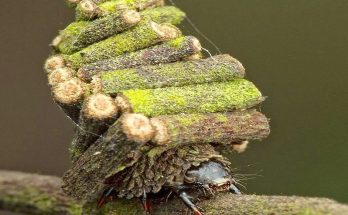 Caterpillar of the bagworm butterfly