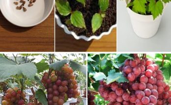 How to Grow Grapes from Seeds in Containers: A Step-by-Step Guide