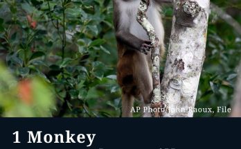 1 Monkey Recovered Safely, 42 Others Remain on the Run From South Carolina Lab