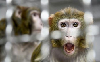 Small US Town on Alert as 40 Monkeys Escape Research Lab