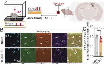 Manipulating astrocytes affects long-term memory, researchers discover