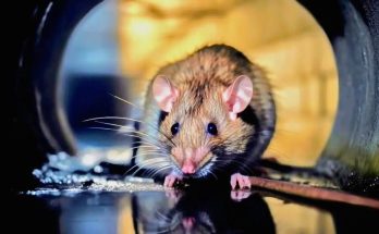 Scientists Uncover ‘Jedi Rats’ Power: Moving Matter Without Touching It