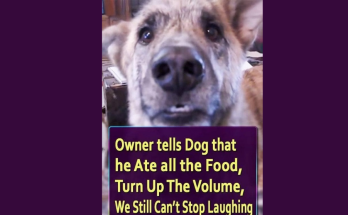 Owner tells Dog that he Ate all the Food