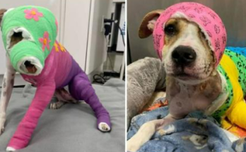 Riona was cruelly set on fire — after a year of recovery, she’s finally going to her new home