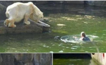 A 32-year-old woman was attacked by a polar bear after she jumped into their enclosure at the Berlin Zoo.