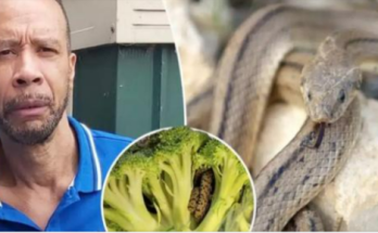 “Shocking Encounter: Man’s Horrifying Discovery Inside Bag of Aldi-Bought Broccoli”