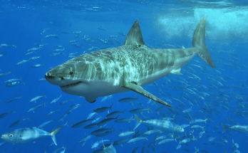 Australian Scientists Discover Shockingly Simple Way Of Preventing Shark Attack