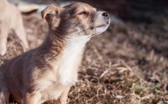 The Dog Looked Into The Storm Drain Every Day, And When It Was Opened – What They Found Inside Was Astonishing!