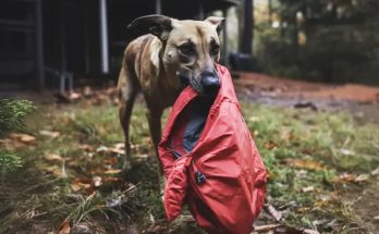 Four Years after My Husband Went Missing, a Dog Brought Me the Jacket He Was Wearing on the Day He Disappeared