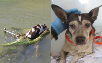 'Miracles Do Happen': Rescuers and Firefighters Rush To Save Dog From Canal