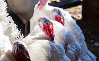 Why Did PETA's Resurfaced Video from a Turkey Farm Spark Public Outrage Before Thanksgiving?