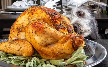 Our Dog Wouldn't Stop Barking at the Thanksgiving Turkey — When I Finally Checked It, I Called the Police