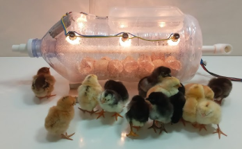 Creating a DIY Egg Incubator with a Water Bottle: A Step-by-Step Guide