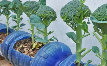 How to Grow Broccoli at Home in Containers