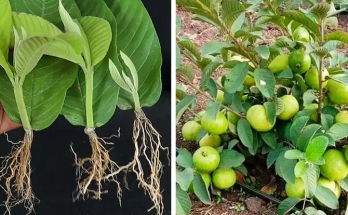 How to Grow Guava Trees Using Guava Leaves: An Innovative Gardening Guide