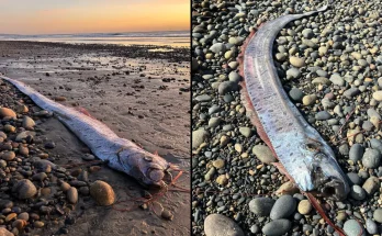 Worrying ‘harbinger of doom’ fish discovered washed up on beach that could be a bad sign for us all The creatures are associated with natural disasters