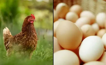 Scientists think they have finally found answer to age-old chicken and egg debate It's one of life's great mysteries...