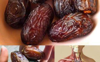 Eat four dates a day: Nature’s candy packed with nutritional power