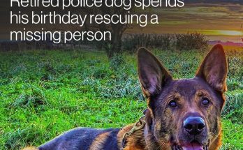 Retired police dog spends his birthday rescuing a missing person