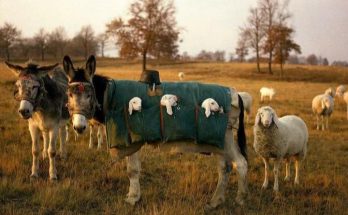 The Heartwarming World of Donkey Nannies: A Shepherd’s Secret Weapon