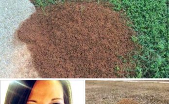 Mom passed away after stepping on an ant hill