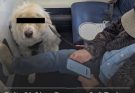 'Livid' Delta passenger fumes after allegedly being forced to give up first-class seat for a dog