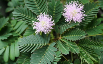 The Healing Wonders of Mimosa Pudica: Benefits and Practical Uses