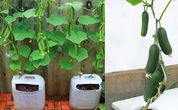 How to Grow Baby Cucumbers at Home in Containers