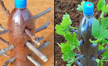 Grow Your Own Fig Trees: A Simple Propagation Technique Using a 2-Liter Bottle