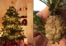 People urged to check their Christmas trees for clumps and warned to remove them immediately Christmas tree decorators need to look out for clumps