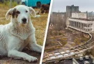 Dogs living near Chernobyl nuclear disaster zone have developed a ’super power’