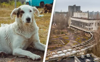 Dogs living near Chernobyl nuclear disaster zone have developed a ’super power’