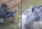 Major theory about what Harambe was going to do with child who fell in enclosure The 2016 killing of Harambe would become the decade's biggest meme