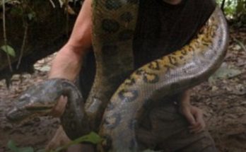 Man who tried to get eaten alive by snake instantly regretted it