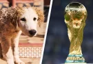 Animal rights activists claim Morocco will execute 3,000,000 dogs ahead of FIFA World Cup in heartbreaking discovery