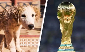 Animal rights activists claim Morocco will execute 3,000,000 dogs ahead of FIFA World Cup in heartbreaking discovery